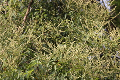 Gouania microcarpa